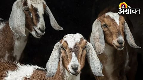 Goat Deaths in Jat Raise Concern Among Farmers