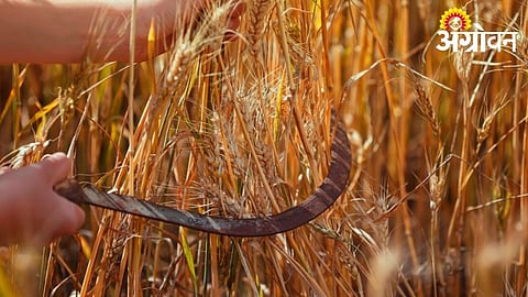 Farmer Chooses Traditional Wheat Harvesting Method