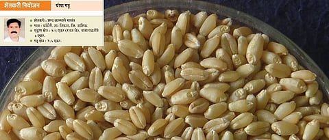 शरद सावंत यांच्या शेतातील ‘फुले समाधान’ वाणाचा उत्पादित गहू