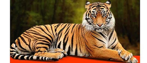 Tiger 