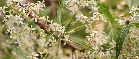 New spring has come to creation ...!