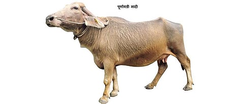 Purnathadi buffalo was offered royal recognition