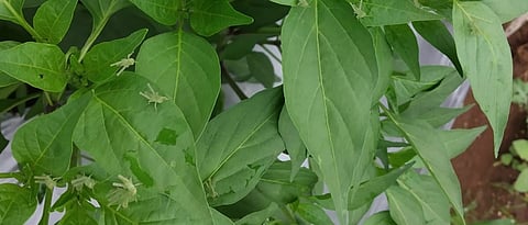 मिरचीच्या पिकावर तुडतुड्यांचा झालेला प्रादुर्भाव.