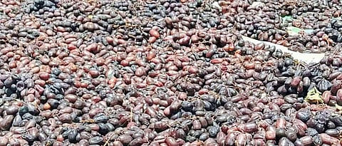 पुणे जिल्ह्यातील द्राक्ष उत्पादक मनुका निर्मितीवर भर देत आहेत