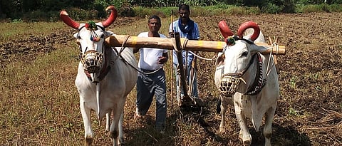 सातारा जिल्ह्यातील खरिपाची  अंतिम पैसेवारी ५० पैशापेक्षा कमी