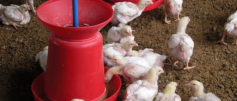 थंड वातावरणात लहान पिलांची जास्त काळजी घ्यावी.