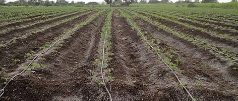 Okra Cultivation : चांगल्या फायद्यासाठी जाणून घ्या निर्यातक्षम भेंडी उत्पादनाचे तंत्र 