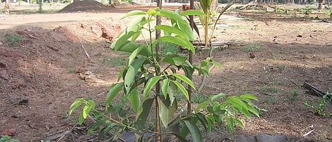 नारळ बागेत दालचिनी लागवड