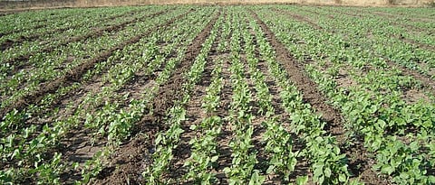 Recommended varieties should be selected for summer mung bean cultivation.