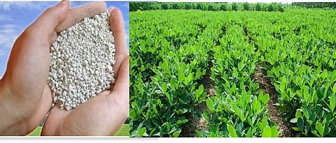 Use of gypsum in groundnut crop