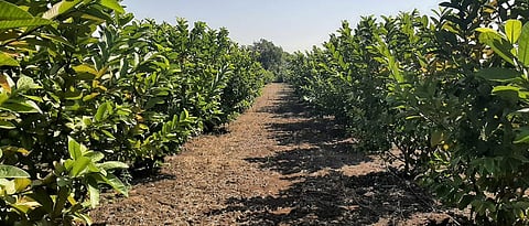 Guava cultivation