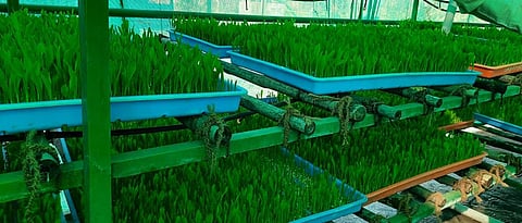 Hydroponics fodder production