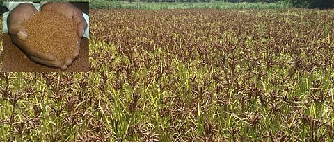 योग्य वेळी नाचणीची काढणी करावी.