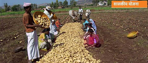 Farmer companies have the opportunity to produce quality potatoes.