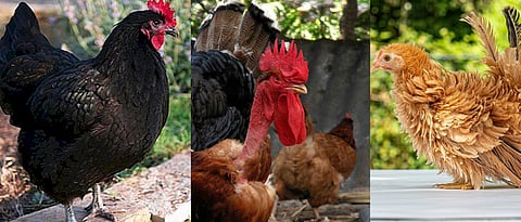 How many types of poultry breeds seen in Satpuda range hills?