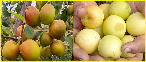 An attractive and round apple-shaped apple berry fruit that looks like an apple.