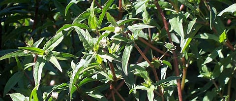 health benefits of maka