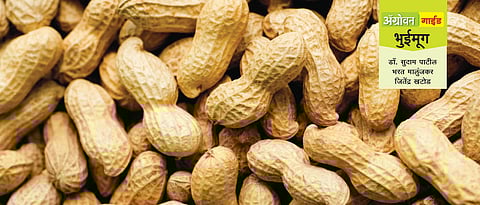 भुईमूग लागवड तंत्रज्ञान 