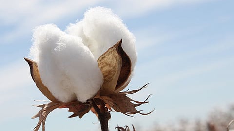 Cotton Market