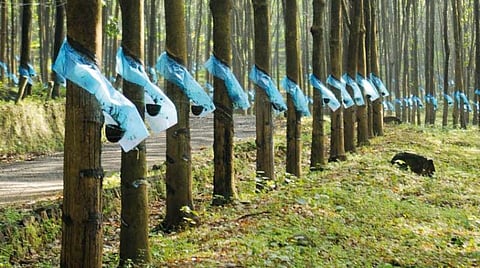 Government of Kerala provides Rs. 500 crore for rubber growers