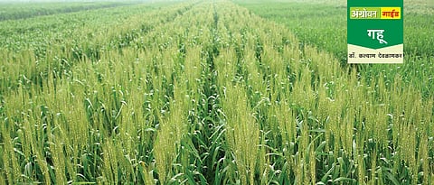 गहू लागवड तंत्रज्ञान