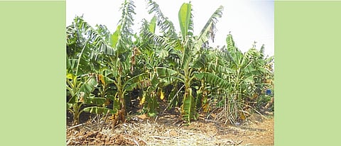 गारपीटग्रस्त केळी बाग