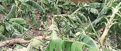 Banana Crop Damage 