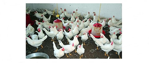 शरीराचे तापमान टिकवून ठेवण्यासाठी कोंबड्यांना जास्त ऊर्जायुक्त खाद्य पुरवावे.