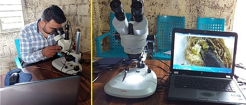 Use of microscope and laptop for eye examination of grape sticks