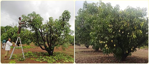 Revival of the old mango orchard