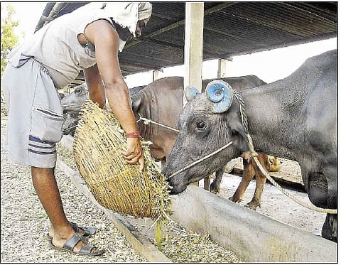 चाराटंचाईमध्ये म्हशींना पोषक चारा मिळण्यासाठी हिरव्या चाऱ्यापासून बनवलेला मूरघास द्यावा.
