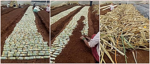 उसाच्या बियाणे निर्मितीसाठी ‘सुपरकेन नर्सरी’ तंत्रज्ञान