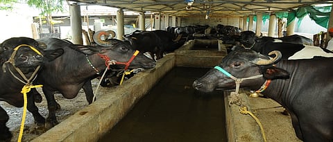 प्रकल्प अहवालात काय असावे?