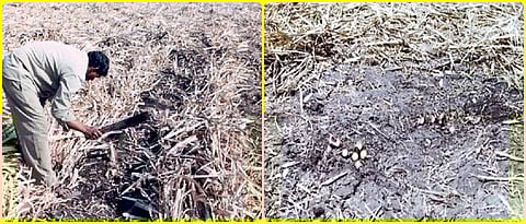 खोडवा ऊस व्यवस्थापनाचे सुधारित तंत्र