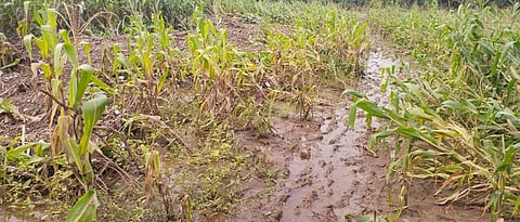 Crop Damage
