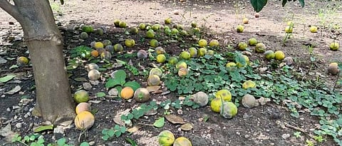 Summer management for citrus orchards