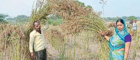 बीडीएन- ७११ तुरीने केले सीमोल्लंघन !