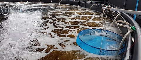 Biofloc culture tank