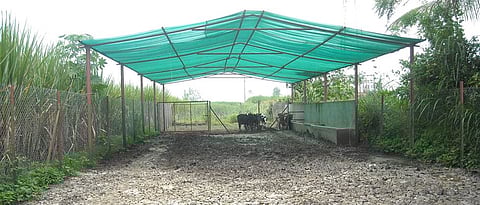 मुक्त संचार गोठ्यात जनावरांना सावली करावी.