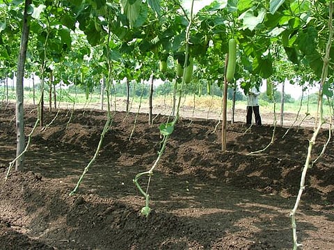 vegetable cultivation