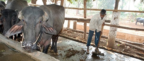 cleaning of animal shed.