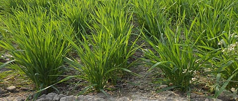 It is important to irrigate the wheat crop during the critical stages of growth.