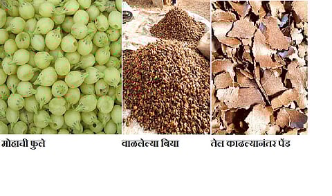 मोहाची फुले, बिया आणि पेंड