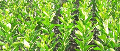 Orange cuttings should be taken from an agricultural university or a government licensed nursery.