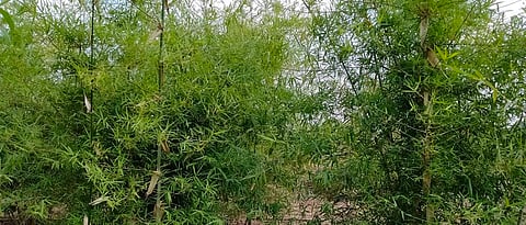 Bamboo cultivation in forestry