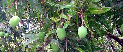 Climate change is having an impact on hapus mango production