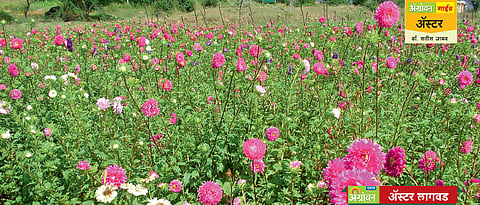 अॅस्टर लागवड तंत्रज्ञान 