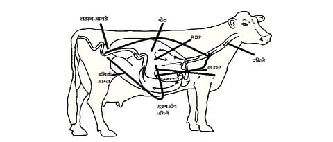 दूध उत्पादन वाढीसाठी उपयुक्त बायपास प्रथिने 