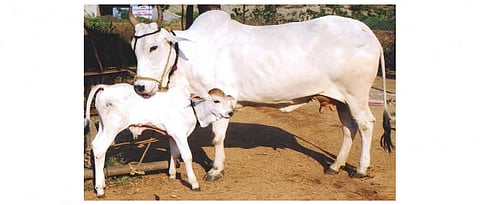  गाय व्याल्यानंतर एक तासाच्या आत वासराला चीक पाजावा.