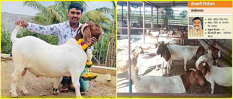 फार्ममधील आफ्रिकन बोअर जातीच्या नरासोबत सुमित गरुड